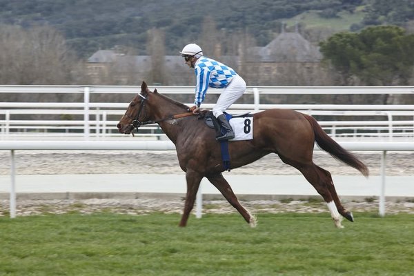 Les outils numériques : des alliés incontournables pour les parieurs hippiques