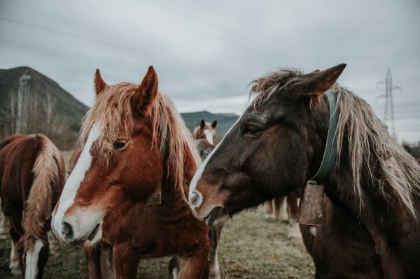 Découvrez les Races de Chevaux les Plus Adaptées à l'Équitation de Plein Air
